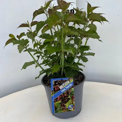 Produktbild von Leycesteria formosa 'Purlpe Rain' - Karamellbeere | 30-40 cm im Topf
