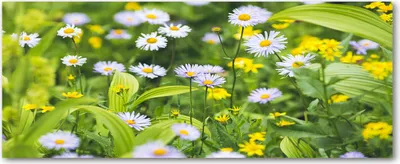 Produktbild von Tulup® Leinwandbild - 125x50 cm - Wandkunst - Drucke auf Leinwand - Leinwanddruck  - Blumen & Pflanzen - Grün - Gänseblümchen