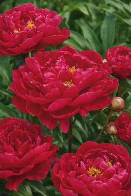 Image de Paeonia lactiflora Karl Rosenfield – Pivoine noble à grandes fleurs rouges, pivoine de jardin résistante au froid, pivoine vivace en pot de 1 litre