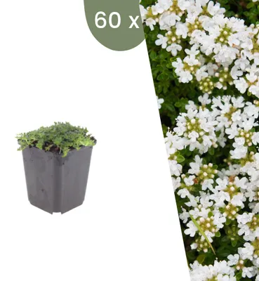 Produktbild von Plants by Frank | 60 Kriechthymian 'Albiflorus' Pflanzen | Thymus Praecox 'Albiflorus' | Bodendecker | Winterhart | Mehrjährig | Gartenpflanzen