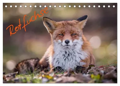 Produktbild von Rotfüchse (Tischkalender 2027 DIN A5 quer), CALVENDO Monatskalender
