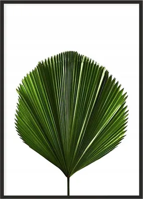 Image de Affiche photo dans un cadre 43x33 cm Feuille P1150