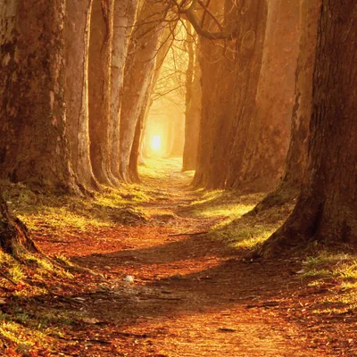 Produktbild von Wälder Kunstdruck Bild - Herbstfarben, Magischer Pfad (70 x 70 cm)