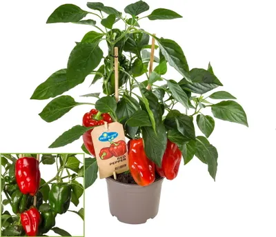 Zdjęcie produktu dla Papryka slodka z czerwonymi owocami - na balkon i do ogrodu - doniczka 14 cm - Vegetable-To-Go
