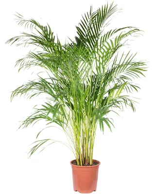Produktbild von Goldfruchtpalme - pflegeleichte Zimmerpflanze, Areca Dypsis Lutescens - Höhe ca. 120 cm, Topf-Ø 24 cm