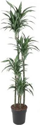 Produktbild von Drachenbaum Dracaena Ulises - 180 cm Höhe, 27 cm Topf