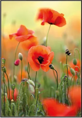 Produktbild von Wallario Wandbild Mohnblumenblüten, Größe: 70,30 x 100,30 cm, Poster mit schwarzem Aluminiumrahmen