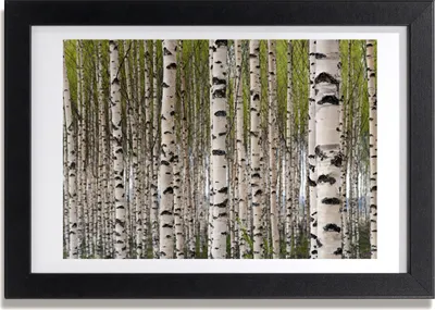 Produktbild von Bild 30x20 MDF-Rahmen, Wandkunst Birkenwald
