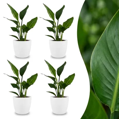 Produktbild von Green boutiQ - Strelitzia Reginea - Paradiesvogelblume - 4 Pflanzen - mit Weißem Topf - Topf 12cm - Höhe - 35cm