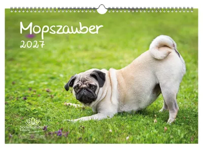 Produktbild von Mopszauber DIN A3 Kalender für 2027 Mops Hunde Welpen - Seelenzauber