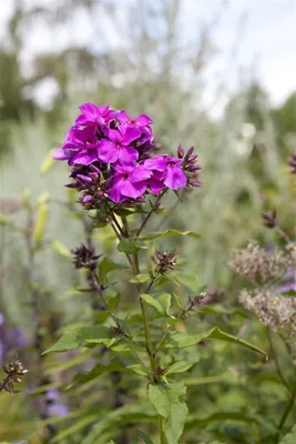 A close-up of a purple phlox flower in a garden setting.