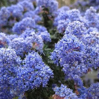Image de 2 x  Céanothe  - Ceanothus 'Burkwoodii'  | 30-40 cm en conteneur