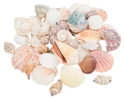 Produktbild von Ambiance 1710.172, Mehrfarbig, Shells, 320 g