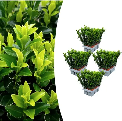 Zdjęcie produktu dla Euonymus 'Green Spire' | 24 sztuki - 15cm - Ø7cm