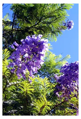 Produktbild von Anzuchtset Jacaranda (Jacaranda mimosafolia)