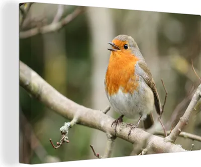 Produktbild von OneMillionCanvasses® - Leinwandbilder - 150x100 cm, Robin - Tiere - Lied, Wandbilder Kunstdruck Wanddekoration