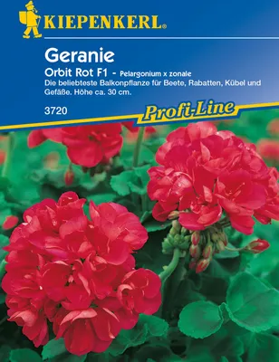 Zdjęcie produktu dla [WYCOFANE W 2024 R.] Pelargonia Orbit Red F1 | Nasiona pelargonii firmy Kiepenkerl