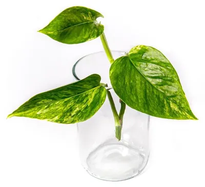 Obrázek produktu pro Gardners Epipremnum Marble Queen - řízek k zakořenění