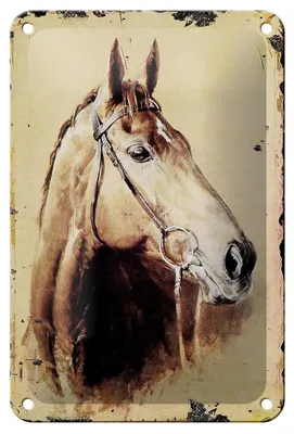 Produktbild von Blechschild Retro 12x18cm Portrait Pferd Kopf