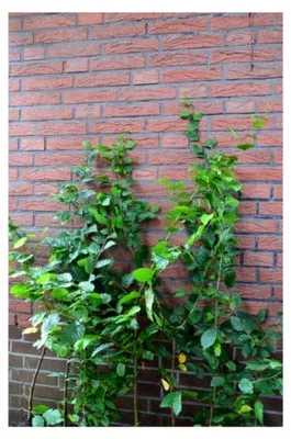 Produktbild von Hainbuche oder Weißbuche Carpinus betulus 80-100 cm hoch im 3-Liter-Pflanzcontainer
