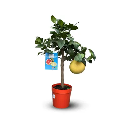 Image de Pamplemoussier - pomelos maxima - citrus maxima - agrume méditerranéen - arbre fruitier - ↕ 75-85 cm - ⌀ 22 cm