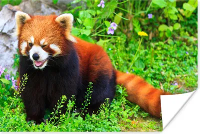Produktbild von MuchoWow® Poster Roter Panda - Grün - Gras 180x120 cm - Fotoplakat