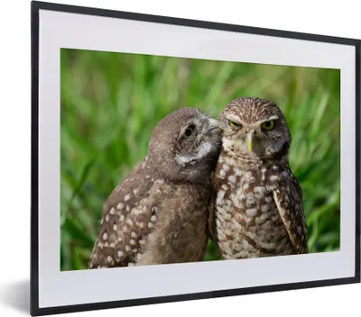 Produktbild von MuchoWow® MuchoWow® Gerahmtes Poster Eulen - Vögel - Gras 40x30 cm - Poster mit zchwarzem Bilderrahmen - Bilderrahmen - Poster im Rahmen
