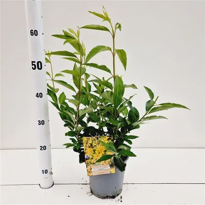 Image de Forsythia intermedia 'Lynwood' - Forsythia | 40-50 cm en pot