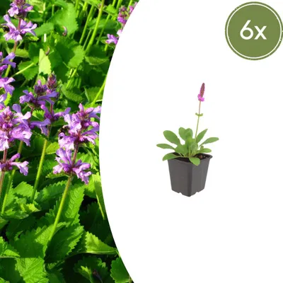 Image de Stachys mon. 'Hummelo' | 6 pièces - 10-25cm - Ø9cm - Plante de jardin