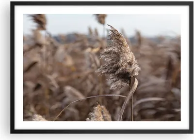 Produktbild von Gerahmtes Poster - Schwarzer Rahmen - Boho Ähren Gras - 70x50 cm - Wand Bild - Wanddeko - Wandbilder - Kunstposter - Wandposter - Bilderrahmen - Bilder - Kunstdruck - Wanddekoration - P2BAA70x50-4763