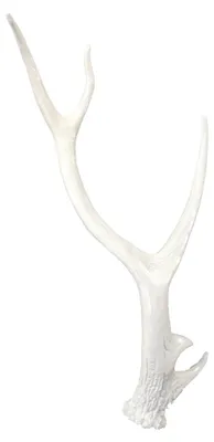 Produktbild von Geweih Tischdeko Hirschgeweih weiß glänzend 63x27x9cm aus Polyresin