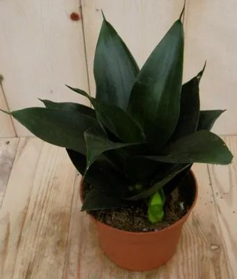 Productafbeelding van Vrouwentong Sansevieria donkergroen Mini/Klein kamerplant Sanseveria Warentuin Natuurlijk