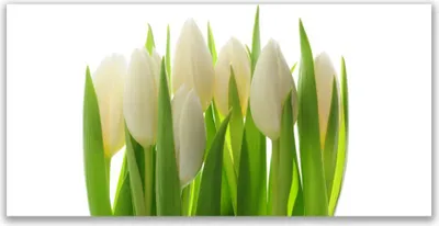 Produktbild von Tulup Leinwand-Bilder 140x70 Wandbild Canvas Kunstdruck Tulpen Pflanzen