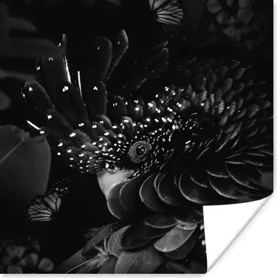 Produktbild von MuchoWow® Poster Porträt eines Kakadus umgeben von Schmetterlingen - schwarz und weiß 75x75 cm - Wand Dekoration