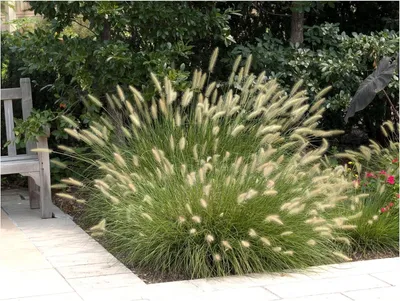 Produktbild von Stauden Gänge 1 x Pennisetum alopecuroides 'Hameln' im 1 Liter Topf - Lampenputzergras - Vielseitige Eleganz für moderne Landschaften - Winterhart