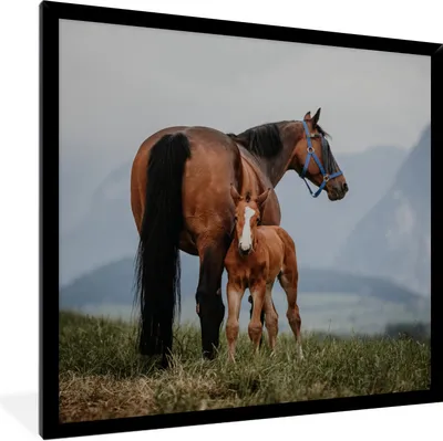 Produktbild von MuchoWow® Gerahmtes Poster Pferd - Fohlen - Berg 40x40 cm - Poster mit Schwarzem Bilderrahmen Wandposter Rahmen Foto Bilder - Mit Rahmen - Wanddekoration Schlafzimmer