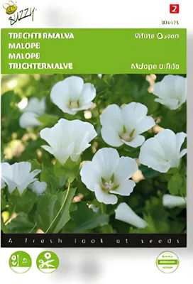 Produktbild von Trichtermalve White Queen | Malvensamen von Buzzy Seeds