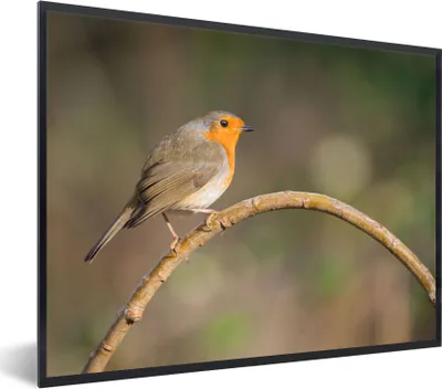 Produktbild von MuchoWow® Gerahmtes Poster Rotkehlchen - Vogel - Natur 80x60 cm - Poster mit Schwarzem Bilderrahmen Wandposter Rahmen Foto Bilder - Schwarzem - Mit Gestell