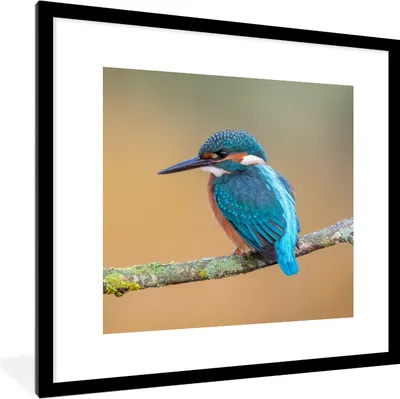 Produktbild von MuchoWow® Gerahmtes Poster Vogel - Eisvogel - Tiere - Zweig 40x40 cm - Poster mit Schwarzem Bilderrahmen Wandposter Rahmen Foto Bilder - Poster - Plakat im Rahmen