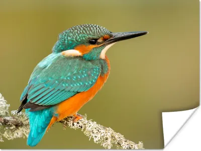 Produktbild von MuchoWow® Poster Eisvogel - Tiere - Vogel 120x90 cm - Wandbild