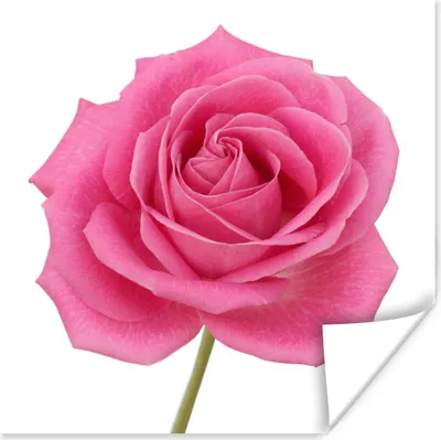 Produktbild von MuchoWow® Poster Nahaufnahme einer einzelnen rosa Rose auf weißem Hintergrund 100x100 cm - Babyzimmer