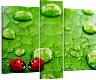 Produktbild von Bild auf Leinwand - Leinwandbild - Marienkäfer Gras Blatt Tropfen - 95x80cm - Wand Bild - Wanddeko - Leinwanddruck - Bilder - Kunstdruck - Wanddekoration - Leinwand bilder - Wandkunst - CB95x80-2363