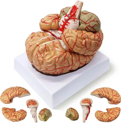 Produktbild von Anatomisches Gehirnmodell 8-teilig – lebensgroß, farbcodiert, ideal für Medizinunterricht & Präsentation
