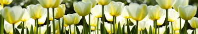 Obrázek produktu pro Fototapeta do kuchyně - Bílé tulipány 350 x 60 cm - Samolepicí fólie