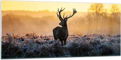 Produktbild von Bilder auf glas - Feld Nebel Natur Baum - 120x50cm - Glasbilder - Wandbilder - Kunstdruck - zum Aufhängen bereit - Wanddekoration aus Glas - Glas Bilder - Wandbild auf Glas - GAB120x50-2428