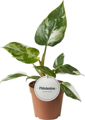 Image de Philodendron White Princess - Plante d'intérieur - Rareté au feuillage panaché