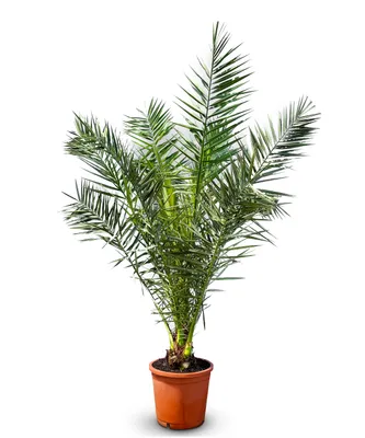 Immagine prodotto di Albero del sole - Palma - Phoenix canariensis -160 centimetri - Palma da dattero delle Canarie - Palma per interni ed esterni - Piante esotiche