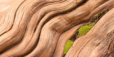 Produktbild von Magnettafel Pinnwand XXL Holz Naturholz Holzoptik hell : 120 x 60 cm