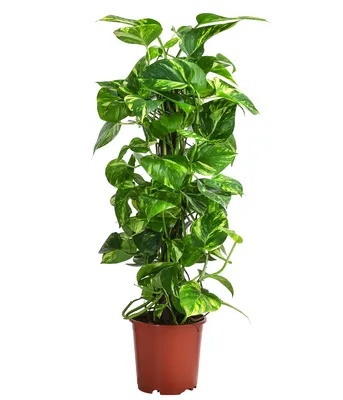 Produktbild von Dehner Efeutute, Epipremnum aureum, kletternde Zimmerpflanze, an Kratistestab gebunden, ca. 80 cm inkl. Pflanztopf, Ø Topf 19 cm