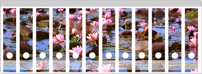 Produktbild von Wallario Ordnerrücken Sticker, selbstklebend für breite Ordner, 12 Stück, Motiv Seerosenlandschaft mit rosa Blüten